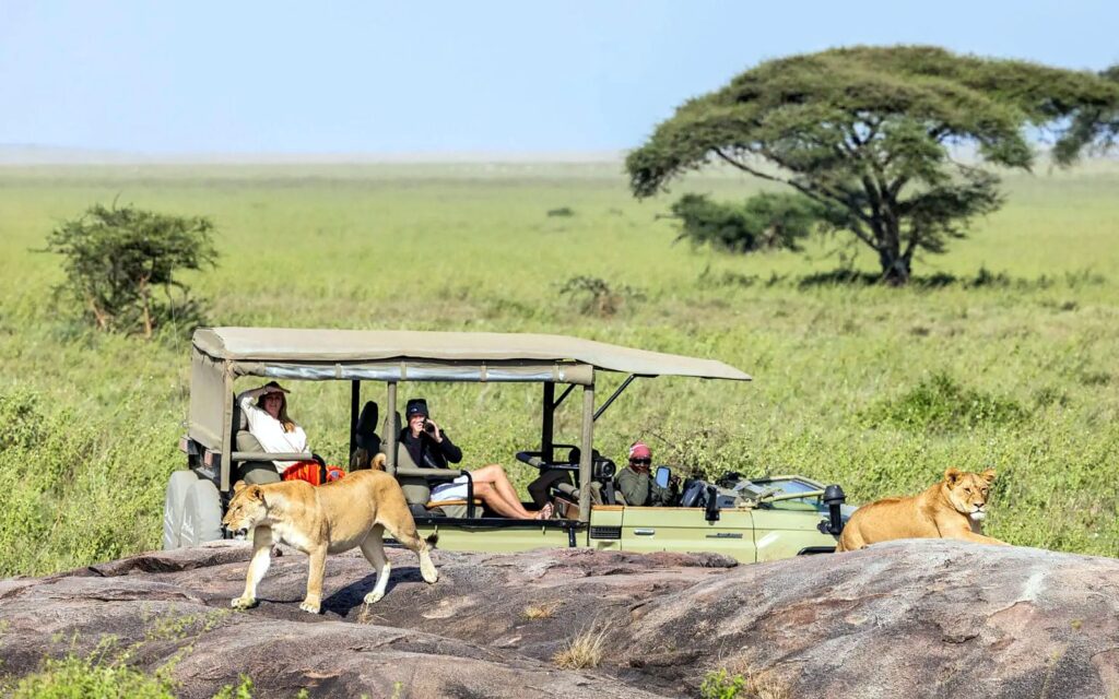 Guests in an open safari vehicle watching lionesses resting on a rock