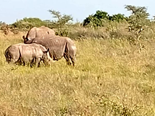 10-Day Tanzania Wildebeest Migration Safari